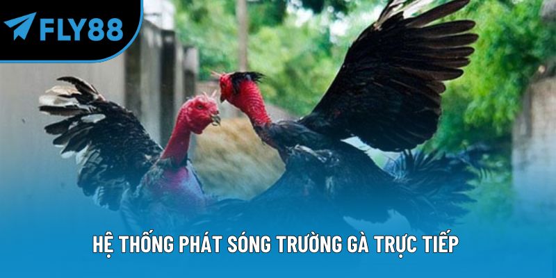 Hệ thống phát sóng trường gà trực tiếp 