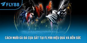 cách nuôi gà đá cựa sắt