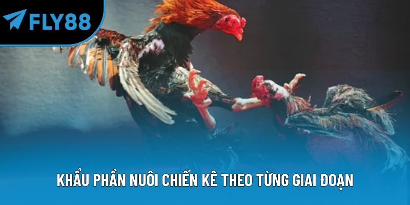 Khẩu phần nuôi chiến kê theo từng giai đoạn