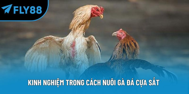 Kinh nghiệm trong cách nuôi gà đá cựa sắt 