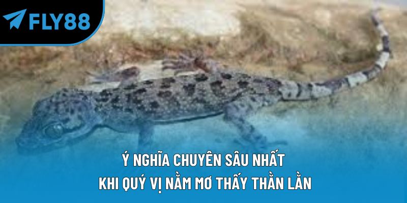 Ý nghĩa chuyên sâu nhất khi quý vị nằm mơ thấy thằn lằn